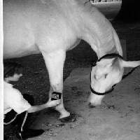 Theralaser T2000, equine laser, equine laser therapy, Equine low level laser, lasers for horses, cold lasers for horses