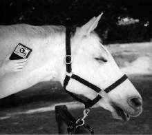 Theralaser T2000, equine laser, equine laser therapy, Equine low level laser, lasers for horses, cold lasers for horses